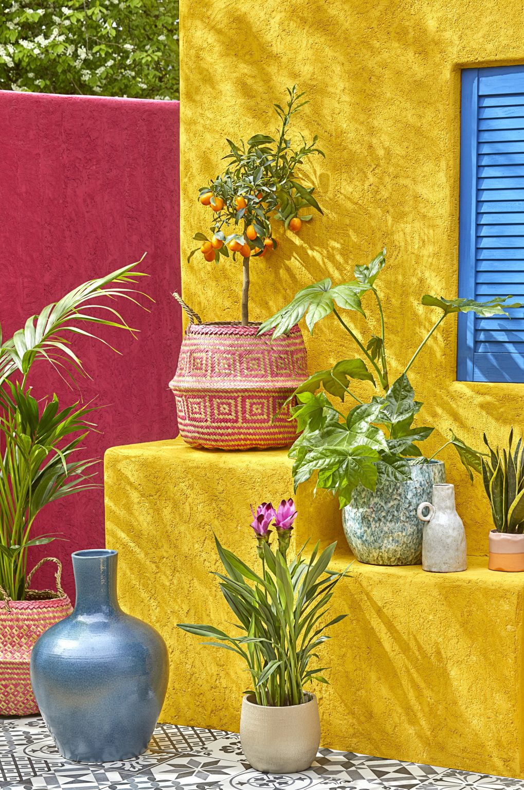 Discover new summer houseplants from Dobbies | Portfolio North